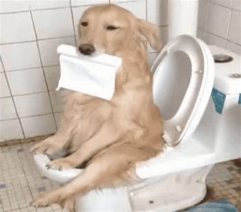 funny pooping gifs